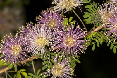 Mesquite Tree Flower April 2024